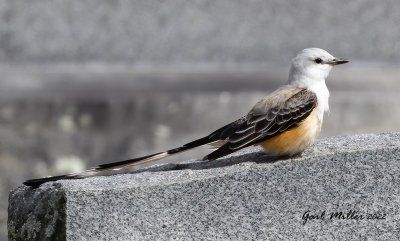 Scissor-tailed Flycatcher, male.