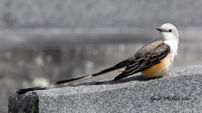 Scissor-tailed Flycatcher, male.