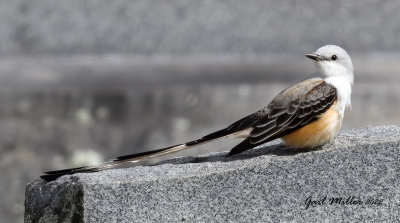 Scissor-tailed Flycatcher, male.