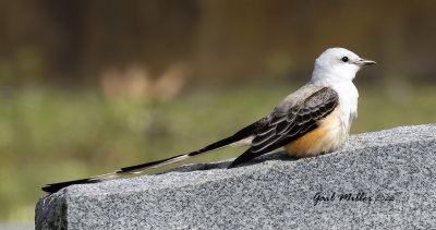 Scissor-tailed Flycatcher, male.