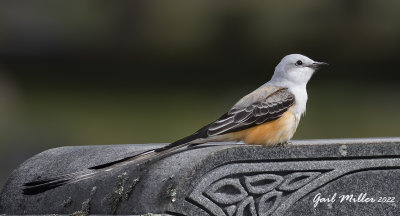 Scissor-tailed Flycatcher, male.