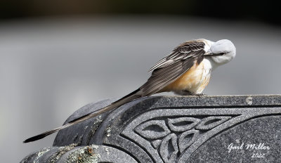 Scissor-tailed Flycatcher, male.