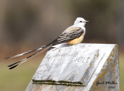 Scissor-tailed Flycatcher, male.