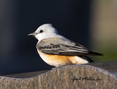 Scissor-tailed Flycatcher, male.