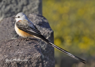 Scissor-tailed Flycatcher, male.