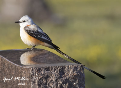 Scissor-tailed Flycatcher, male.