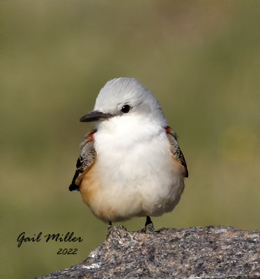 Scissor-tailed Flycatcher, male.