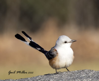 Scissor-tailed Flycatcher, male.