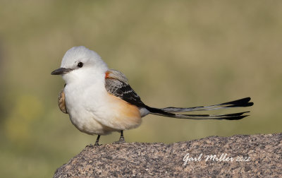 Scissor-tailed Flycatcher, male.