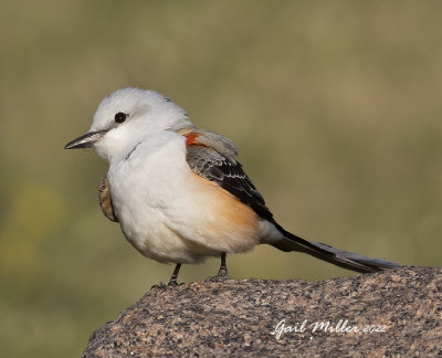 Scissor-tailed Flycatcher, male.