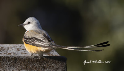 Scissor-tailed Flycatcher, male.