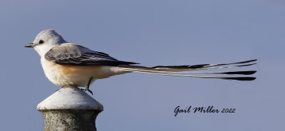 Scissor-tailed Flycatcher, male.