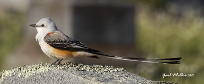 Scissor-tailed Flycatcher, male.