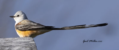 Scissor-tailed Flycatcher, male.