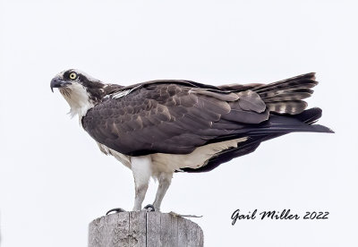 Osprey