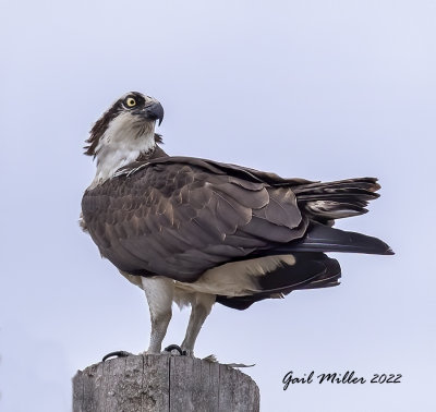 Osprey