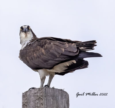 Osprey