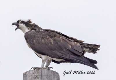 Osprey