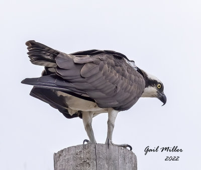 Osprey