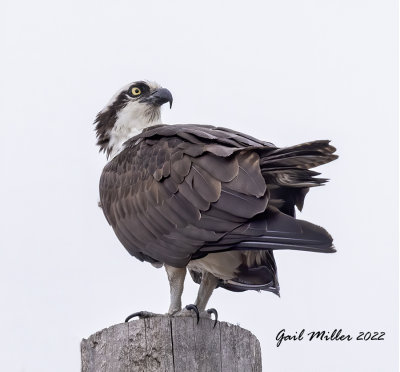 Osprey