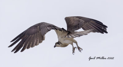 Osprey