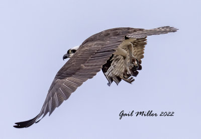 Osprey