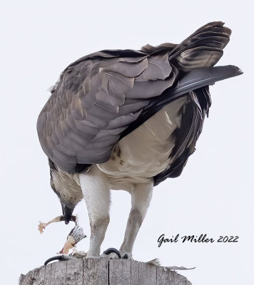 I am pretty sure this Osprey was eating a fish. 