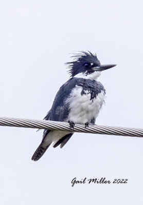 Belted Kingfisher
Species 31