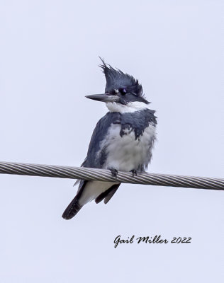 Belted Kingfisher
Species 31