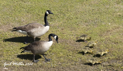 Canada Goose family