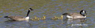 Canada Goose family