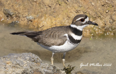 Killdeer