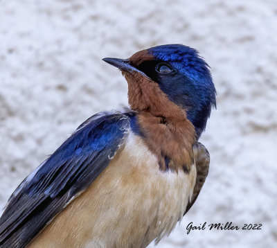 Barn Swallow