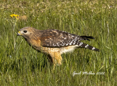 Red-shouldered Hawk