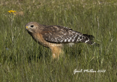 Red-shouldered Hawk