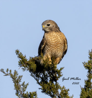 Red-shouldered Hawk