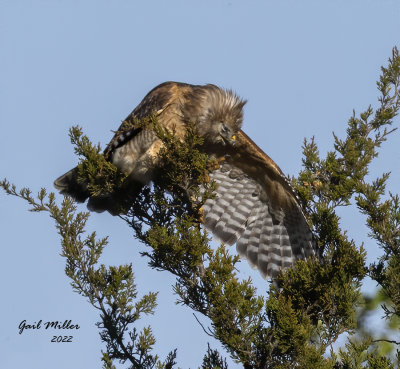 Red-shouldered Hawk