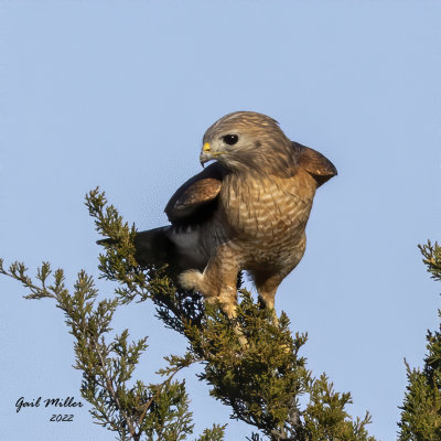 Red-shouldered Hawk