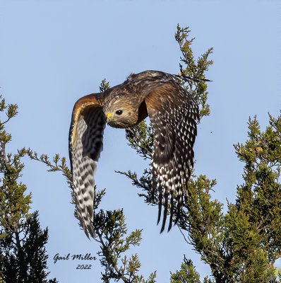 Red-shouldered Hawk