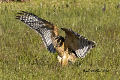 Red-shouldered Hawk