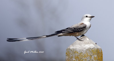 Scissor-tailed Flycatcher