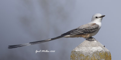 Scissor-tailed Flycatcher