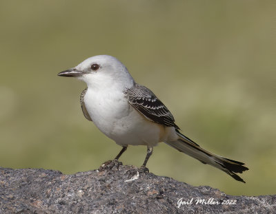 Scissor-tailed Flycatcher