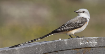 Scissor-tailed Flycatcher