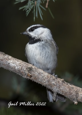 Mountain Chickadee