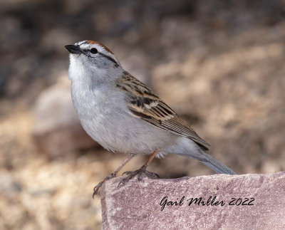 Chipping Sparrow
Yard Bird #27