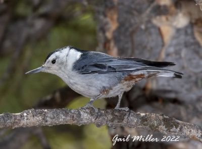 White-breasted Nuthatch