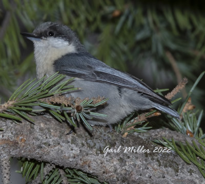 Pygmy Nuthatch