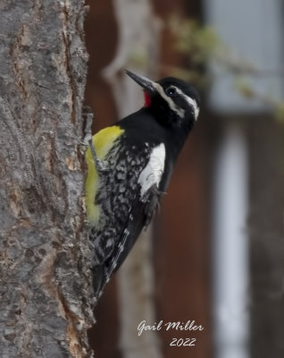 Williamson's Sapsucker, male. 
Yard Bird #28