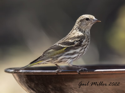 Pine Siskin 